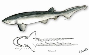 dessin de Requin  griset